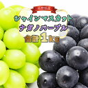 【ふるさと納税】【2024年発送 先行予約】シャインマスカット＆ナガノパープル 計1kg 贈答用| 長野県 千曲市 フルーツ ぶどう 甘い 大きい 果実 くだもの 人気 マスカット 果物 ブドウ 葡萄 マスカット 大粒 数量 限定