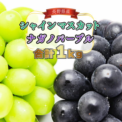 【2024年発送 先行予約】シャインマスカット＆ナガノパープル 計1kg 贈答用| 長野県 千曲市 フルーツ ぶどう 甘い 大きい 果実 くだもの 人気 マスカット 果物 ブドウ 葡萄 マスカット 大粒 数量 限定