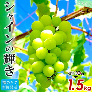 【ふるさと納税】 増量中 1.2→1.5kg シャインマスカット 約1.5kg 朝採り 長野県産 家庭用 訳あり 4〜5房 先行予約 〈2022年9月下旬〜順次発送予定〉 ｜ ぶどう 葡萄 フルーツ 特産品 千曲市 長野県