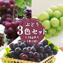 8位! 口コミ数「0件」評価「0」2024年先行予約ぶどう3色セット1.5kg以上｜シャインマスカット ナガノパープル クイーンルージュ🄬 ぶどう 葡萄 フル･･･ 