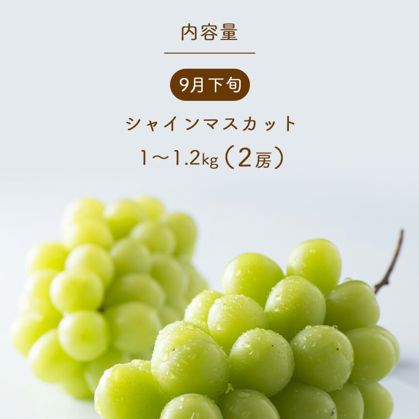 【ふるさと納税】 2024年先行予約【定期便3回】信州旬の特選フルーツ定期便＜2024年9月下旬〜順次発送予定＞ ｜ 定期便 信州 りんご サンふじ シャインマスカット フルーツ りんご詰合せ 特産品 千曲市 長野県 リンゴ ぶどう ブドウ 果実