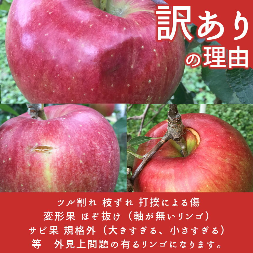 【ふるさと納税】 訳あり 信州の旬リンゴ サンふじ 長野県産 約10kg ｜ りんご サンふじ 10kg フルーツ 特産品 千曲市 長野県 ふじ 家庭用 甘い 蜜 たっぷり エコ ファーマー