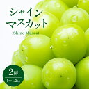 爽やかな甘さシャインマスカット2房（1～1.2kg） ｜ ぶどう 葡萄 フルーツ 特産品 千曲市 長野県 先行 予約 ぶどう ブドウ シャイン マスカット 長野県 千曲市 人気 フルーツ 安心 安全 農園 子供 おやつ