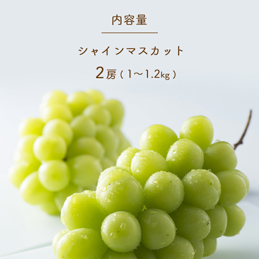 【ふるさと納税】【2024年先行予約】爽やかな甘さシャインマスカット2房（1～1.2kg） ｜ ぶどう 葡萄 フルーツ 特産品 千曲市 長野県 先行 予約 ぶどう ブドウ シャイン マスカット 長野県 千曲市 人気 フルーツ 安心 安全 農園 子供 おやつ