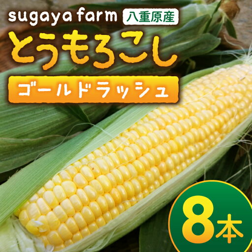 【ふるさと納税】【sugaya farm】とうもろこし(ゴールドラッシュ)8本セット 【ふるさと納税】【sugaya farm】とうもろこし(ゴールドラッシュ)8本セット