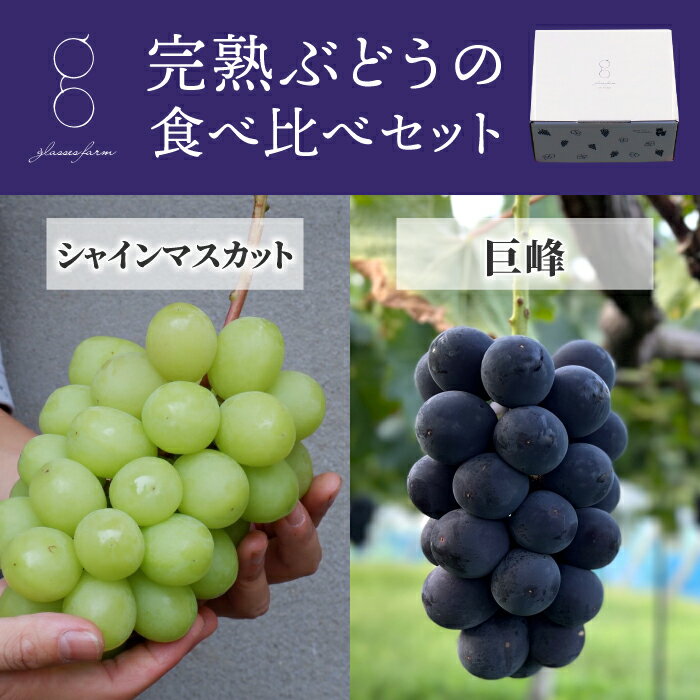 【ふるさと納税】(先行予約2025年発送)【glasses farm】完熟ぶどうの食べ比べセット(シャインマスカット×巨峰)※2025年9月中旬〜10月末頃発送予定 |長野県 東御市 信州 巨峰 種なし シャインマスカット 3房 路地栽培 2025 完熟 セット 約1.5kg