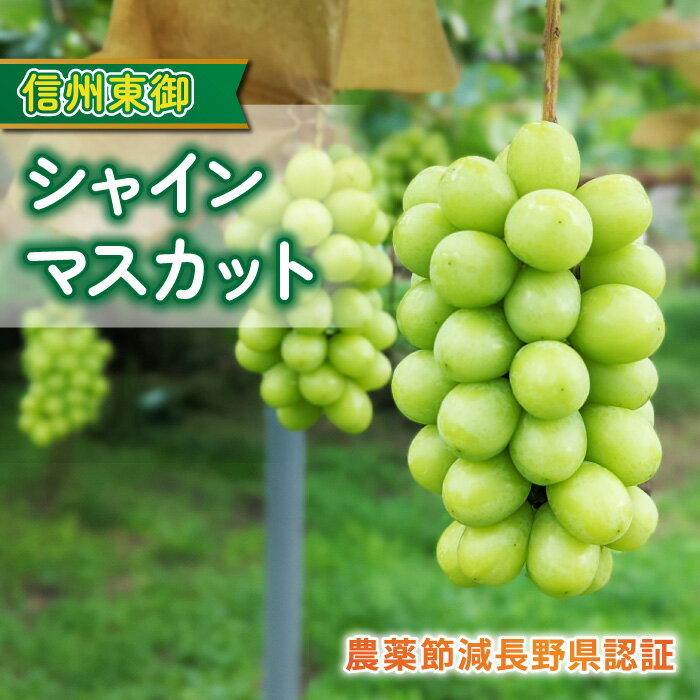 【ふるさと納税】【先行受付2025年発送】シャインマスカット贈答化粧箱入 農薬節減長野県認証|東御こもだ果樹園 ※2025年9月下旬~10月中に発送予定