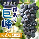 【ふるさと納税】【先行受付2025年発送】種あり巨峰2kg(4~6房)|秀果園 ※2025年9月~10月順次発送予定