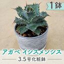 東御市産多肉植物 アガベ イシスメンシス3.5号化粧鉢（1鉢）