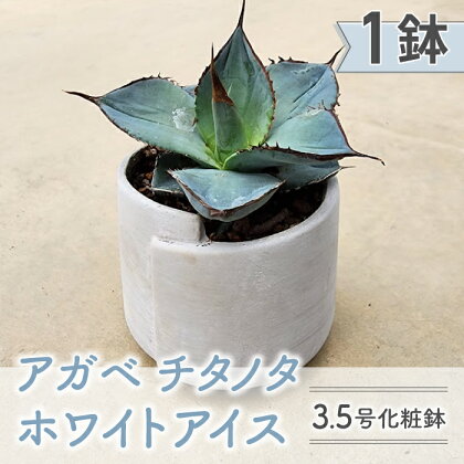 【テールマウンテン】東御市産多肉植物 アガベ チタノタ ホワイトアイス 3.5号化粧鉢（1鉢）