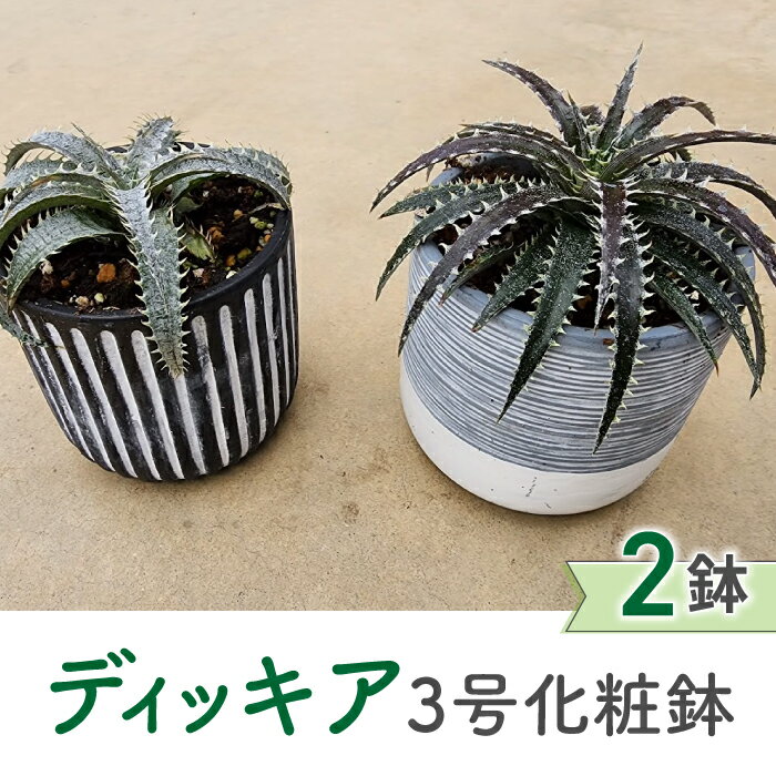 【ふるさと納税】【テールマウンテン】東御市産多肉植物 ディッキア 3号化粧鉢×2鉢セット