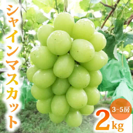 【ふるさと納税】先行受付2025年発送【土屋農園】農家直送!シャインマスカット2Kg(3〜5房)※2025年9月下旬~10月中旬順次発送 【ふるさと納税】先行受付2025年発送【土屋農園】農家直送!シャインマスカット2Kg(3〜5房)※2025年9月下旬~10月中旬順次発送