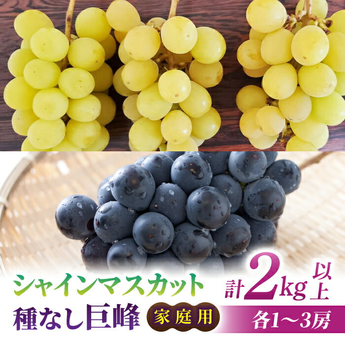 [先行受付2026年発送]家庭用シャインマスカット&種なし巨峰 合計2kg以上(各1〜3房)|さとのみ果樹園 ※2026年9月中旬以降上旬順次発送