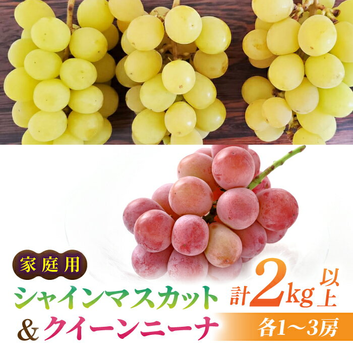 [先行受付2026年発送]家庭用シャインマスカット&クイーンニーナ 合計2kg以上(各1〜3房)|さとのみ果樹園※2026年9月中旬〜10月中旬順次発送