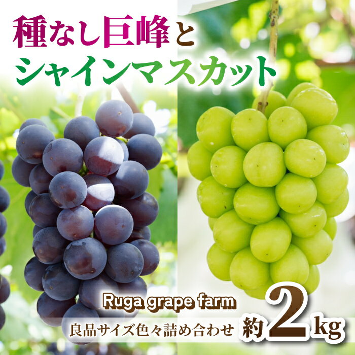 [先行受付2026年発送]シャインマスカット&種なし巨峰 合計約2kg良品サイズ色々詰め合わせセット※2026年8月下旬以降発送予定 ※月曜、土曜日発送休み|Ruga grape farm