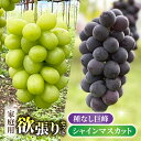 【ふるさと納税】【おがわら農園】家庭用欲張りセット!(シャインマスカット・種無し巨峰)※2025年9月中旬〜10月中旬に発送予定