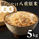 【ふるさと納税】令和7年新米予約!はぜかけ八重原米5kg(5kg×1袋)玄米 ※2025年11月上旬以降順次発送|山陽農園 コシヒカリ 特A良質米