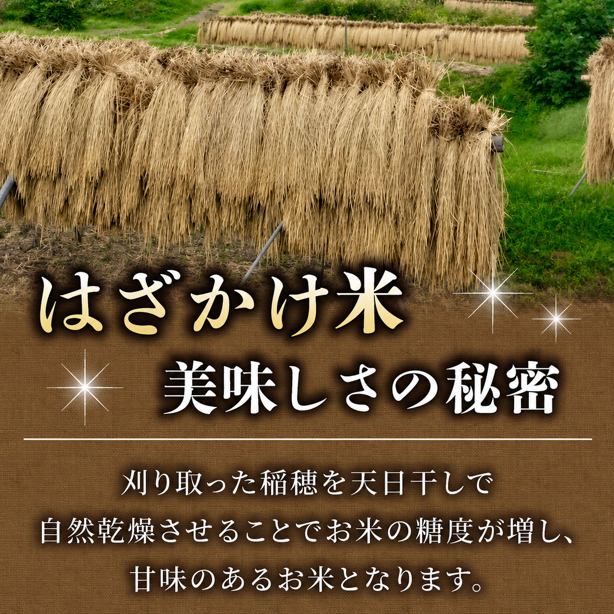 【ふるさと納税】令和8年新米予約！標高700mの台地で稲作一筋の農家が育てたはざかけ八重原米5kg（5kg×1袋）玄米　※2026年11月上旬以降順次発送｜山陽農園　コシヒカリ 特A良質米 f202193-tomi-10001305 長野県東御市 サンプル画像2