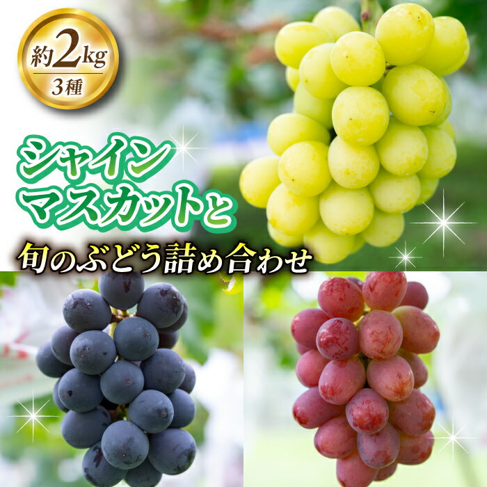 2026年先行受付[若林農園]シャインマスカットと旬の3種のぶどう詰め合わせセット 約2kg|シャインマスカット、クイーンニーナ、クイーンルージュ(R)、シナノスマイル、種なし巨峰、ナガノパープル、雄宝など 3〜5房(3種)※2026年9月中旬〜10月中旬順次発送