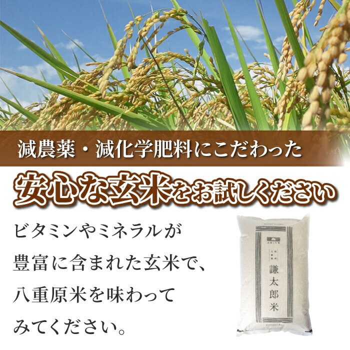 【ふるさと納税】【太陽と大地】八重原産特別栽培米（減農薬・減化学肥料栽培）コシヒカリ玄米10kg