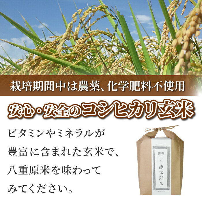 【ふるさと納税】【太陽と大地】八重原産コシヒカリ玄米「極」（栽培期間中農薬化学肥料不使用）4kg