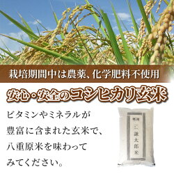 【ふるさと納税】【太陽と大地】八重原産コシヒカリ玄米「極」（栽培期間中農薬化学肥料不使用）8kg 画像1