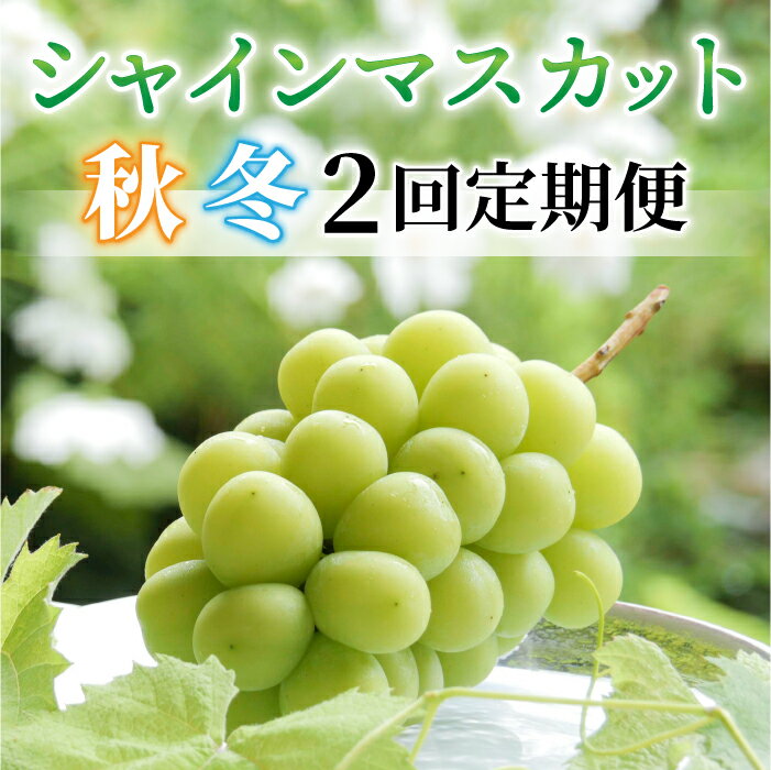 【ふるさと納税】【2回定期便】（2024年発送先行予約）シャインマスカット秋＆冬お届け便