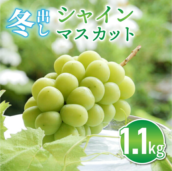 【ふるさと納税】（先行予約）東御市産 冬出し シャインマスカット 約1.1kg (2房) ぶどう 葡萄 マスカ...