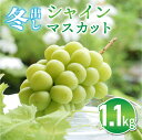 14位! 口コミ数「5件」評価「4.8」（先行予約）東御市産 冬出し シャインマスカット 約1.1kg (2房) ぶどう 葡萄 マスカット 家庭用 お取り寄せ ギフト フルーツ 果･･･ 