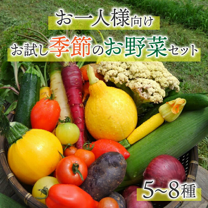 【ふるさと納税】【アグロノーム】季節のお野菜セット(お一人様向け)|5〜8種類の野菜詰め合わせ