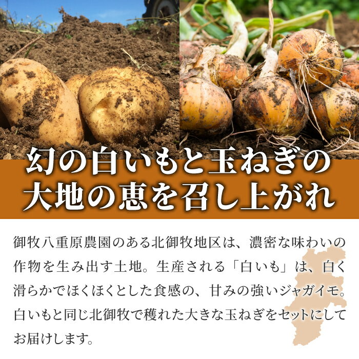 【ふるさと納税】白いも（M〜Lサイズ）と玉ねぎ（L〜2Lサイズ）各5kg 詰め合わせ 希少 料亭 信州 長野