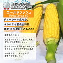 3位! 口コミ数「2件」評価「3」（先行予約2024年発送）東御市産とうもろこし（ゴールドラッシュ）約4kg（8〜12本） | コーン スイートコーン 産直 長野※2024年･･･ 