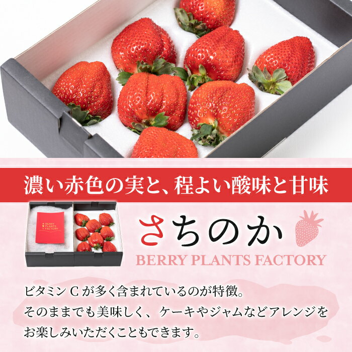 【ふるさと納税】【4回定期便】大粒いちご「とちおとめ」「さちのか」2箱セット（約1.2kg）