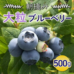 【ふるさと納税】（先行予約2024年発送）朝摘み大粒ブルーベリー500g