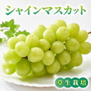 【ふるさと納税】シャインマスカット ご贈答品(月曜、火曜、金曜発送限定)