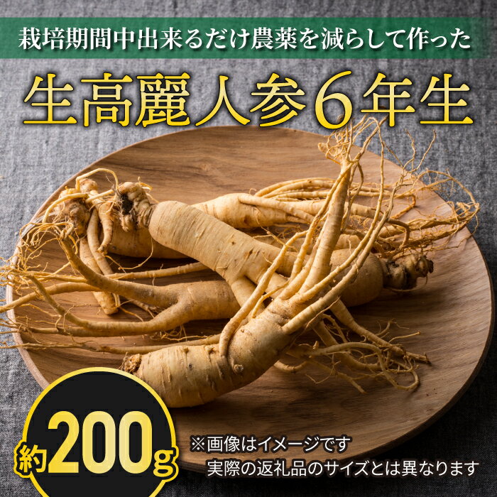 名称 6年生高麗人参：約200g×1本 内容量 約200g×1本 配送温度帯・保存方法 冷蔵 消費期限 (1)生で保存頂く場合は、冷蔵保管の上、なるべくお早めにご利用下さい。 (2)高麗人参酒にされる場合は、高温多湿を避け、涼しい場所で保管いただくと、長期保存が可能です。 (3)調理後、冷凍保存される場合は、1年以上保存可能です。 ※(2)、（3）につきましては、保存状況により異なる場合もございますので、様子を見ながらお願い致します。 申込期日 〜9月下旬まで 配送期日 9月下旬〜順次発送 梱包 高麗人参は、収穫後も呼吸をしていますので、密封せず、複数箇所通気口のあるビニール袋へお入れして、梱包の上発送致します ※掲載画像は見本です。　 注意事項 ・土の中で割れてしまったことでかさぶたができているものはお入れしておりませんが、通常品ですので、掘り出した後、土の圧迫から解放されることにより、洗浄中に少し割れて裂け目が生じてしまう場合がございます。問題なくお召し上がり頂けますのでご安心ください。（このような事例はごくまれです。） ・自然の農産物のため、多少削れのある場合がございますが、問題ございません。ご了承の程、何卒宜しくお願い申し上げます。　　 ・重量超えで発送致しますが、自然の農産物のため、水分の蒸発により若干目減りする場合がございます。 ・天候等により、発送時期が予定より前後する場合がございます。【先行予約2024年発送】栽培期間中出来るだけ農薬を減らして作った生高麗人参 6年生 約200g 自然豊かな東御市の山育ち♪　希少な6年生の高麗人参 天然アロマ工房Ponoでは、発送当日にその都度農家様より掘りたてを頂き、産地直送にて新鮮な生高麗人参をお届けしております。 お陰様で、リピーター様にも大変ご満足頂いており、老舗料亭様や各地の料理店様にも納品させて頂いておりますので、ぜひご家庭でも、逸品なお味をご堪能下さいませ。 減農薬で栽培された貴重な高麗人参 水はけ良く日当たり良好な南斜面、また、地域では標高の高い山々からの雪解け水を地下水とし、近くでは湧き水も流れているような、肥沃で自然豊かな土壌にて、栽培期間中極力農薬の使用を控えて大切に栽培されている高麗人参になります。　 高麗人参は非常にデリケートなため、非常に栽培が難しく、まずは土壌づくりに2年程度かかり、その後6年の長い歳月をかけて栽培されます。国内外共に、6年以上も栽培することは大変技術を要することですので、国産で農薬を軽減した栽培方法での6年生の高麗人参は、大変希少です！ 【おすすめの加工方法について】　 人参酒や蜂蜜漬けにして頂きますと、半永久的に保存可能と言われています。 （水分が入らないよう、高温多湿な場所を避けて保存下さい。） 人参酒を漬けた後の人参を蜂蜜漬けにすることも可能です。