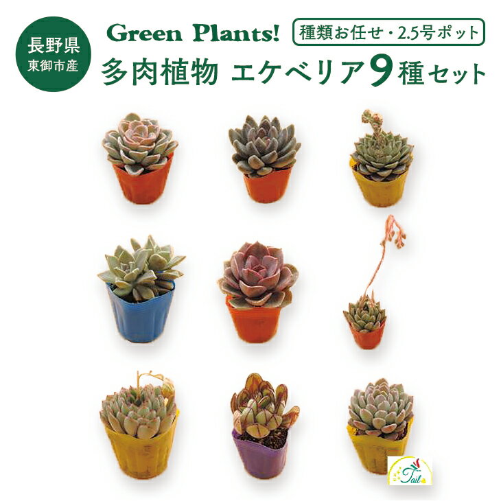 【ふるさと納税】東御市産Green Plants！　多肉植物 エケベリア9種セット（2.5号ポット）｜ 趣味 園芸 寄せ植え