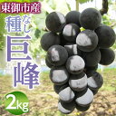 2位! 口コミ数「53件」評価「4.04」（先行予約）長野県東御市産 種なし 巨峰 約2kg ぶどう 葡萄 おいしい 甘い 果物 フルーツ セット ギフト お歳暮 お中元 自宅用 家･･･ 