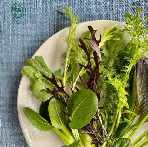 【ふるさと納税】 サラダミックスとドレシングのセット 【数量限定！】 【 旬 新鮮 新鮮野菜 フレッシュ 地場産 自然の恵み とれたて サラダ 詰め合わせ 信州 長野県 安曇野 安曇野市】のサムネイル