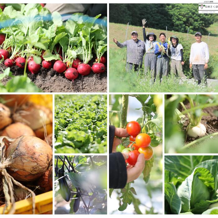 【ふるさと納税】送料無料　野菜詰め合わせセット　無農薬無化学肥料栽培　旬の野菜セット　季節の野菜詰め合わせセット　　IV-01　いそベジ農場