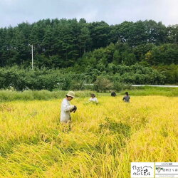 【ふるさと納税】無農薬栽培米　のらくら農場で育てたお米　玄米　4キロ〔NK-15〕栽培期間中、農薬・化学肥料・除草剤一切使っておりません　4kg 画像2