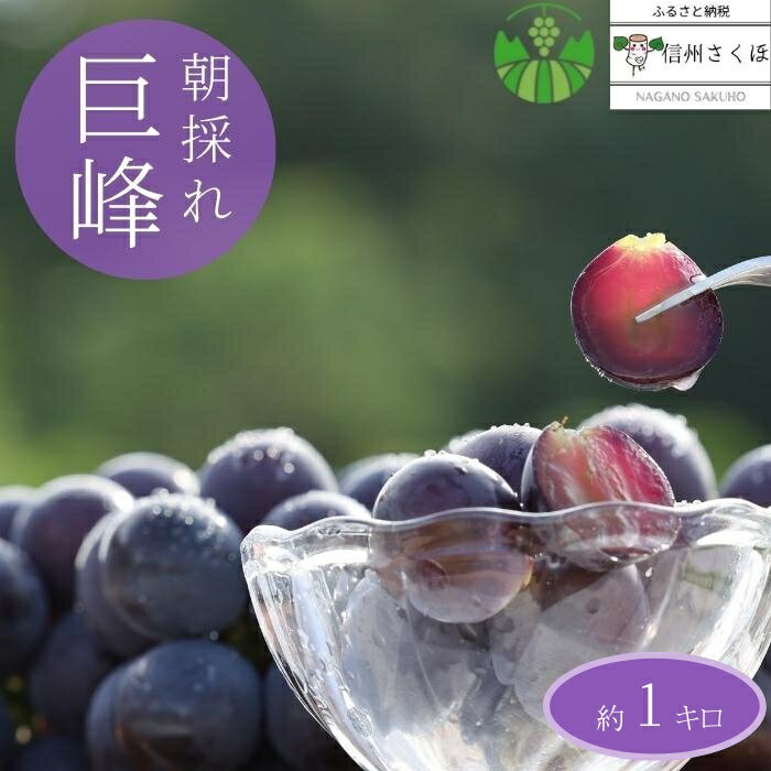 【ふるさと納税】信州　朝採れ巨峰　約1kg　まるさん農園〔MR-02〕のサムネイル