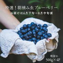 【ふるさと納税】特選!朝摘みブルーベリー 箱詰め500g×4パック 計 約2kg×1箱 〔YU-01〕(4)