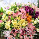 12位! 口コミ数「0件」評価「0」華やかな　アルストロメリア【上級品・生花】花農家直送品B　4月～8月発送　花丈80cm・35本前後〔KS-02〕切り花　切花