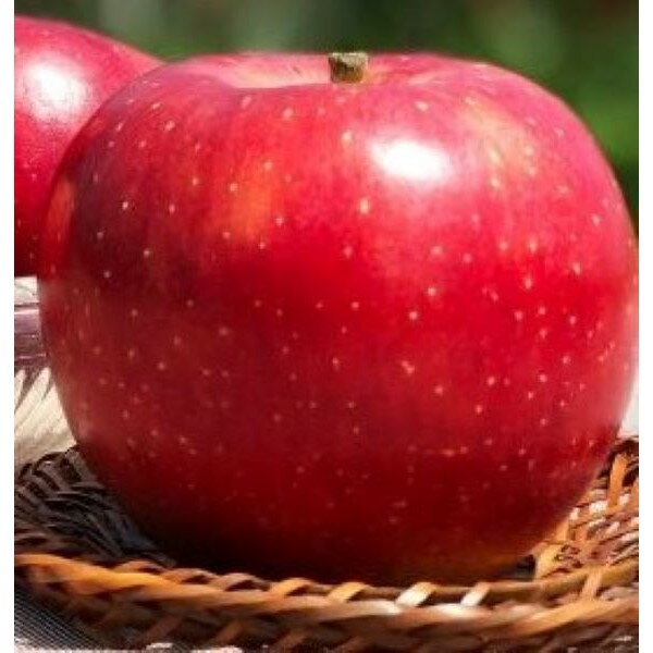 【ふるさと納税】 完熟りんご【千秋】約5kg | 果物 フルーツ りんご 珍しい 希少 信州 立科町