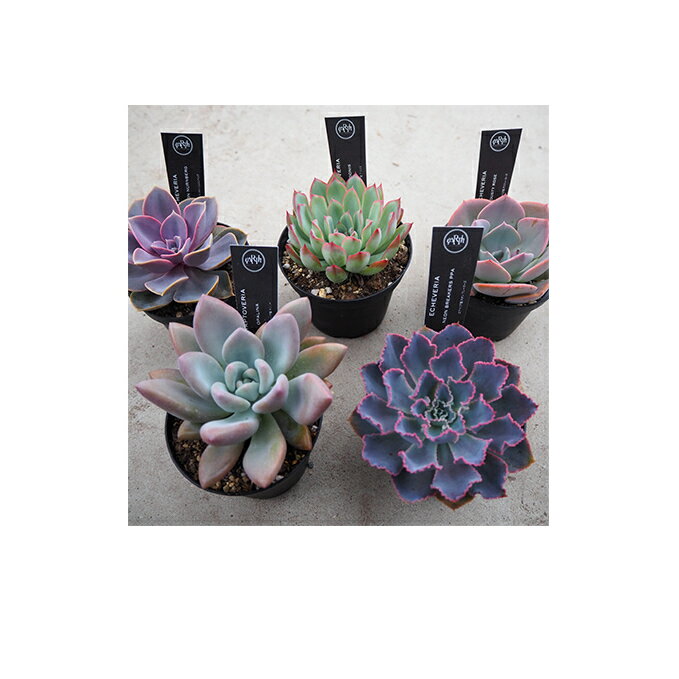 【ふるさと納税】八ヶ岳育ち多肉植物スタンダードコレクション3.5号お任せ5鉢アソート　【植物】のサムネイル