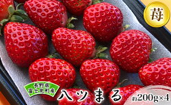 【ふるさと納税】ブランドいちご　八ツまる 約200g×4パック　【果物類・いちご・苺・イチゴ・八ツまる・フルーツ】 画像1