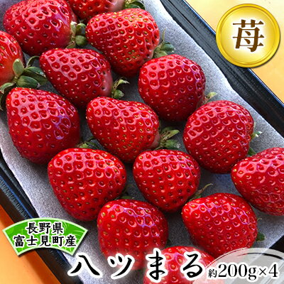 【ふるさと納税】ブランドいちご　八ツまる 約200g×4パック　【果物類・いちご・苺・イチゴ・八ツまる・フルーツ】