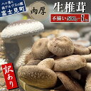 【ふるさと納税】 訳あり 肉厚 生しいたけ 500g~1kg 八ヶ岳山麓育ち 国産 朝採れ 安心安全 農薬不使用 ハウス栽培 芳醇な香り 形不揃い 椎茸 信州 送料無料