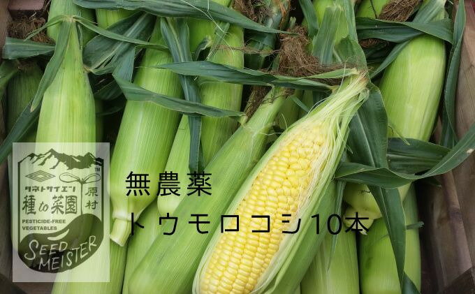 【ふるさと納税】2022年先行予約　無農薬トウモロコシ10本　※配送不可地域あり　【野菜・野菜セット・野菜・とうもろこし】　お届け：2022年8月中旬〜9月下旬･･･